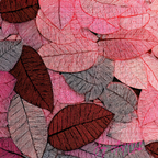 JAC - Standard Bundle Digital Papers Set  - #Rolling Red