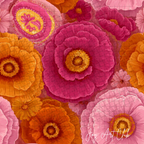 JAC - Standard Bundle Digital Papers Set - #Pinky Toe Papers